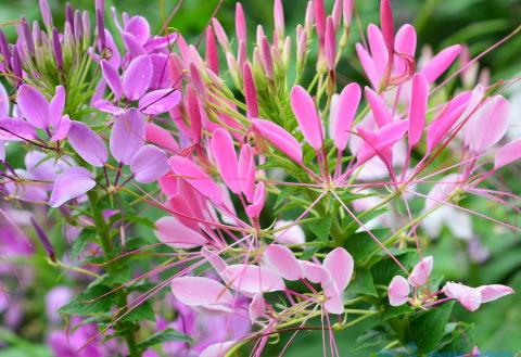 醉蝶花花语和寓意