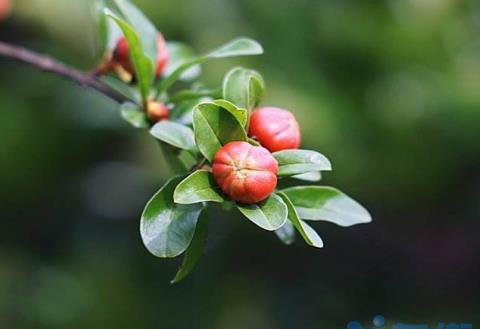 石榴花春天怎么养，浇水保湿并追施氮肥