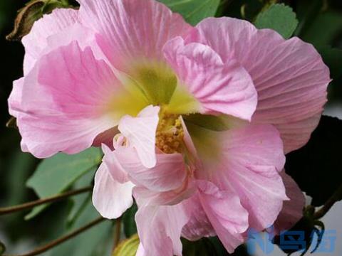 木芙蓉花什么时候开花，花期在9—11月