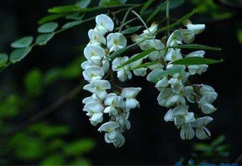 槐花夏季常见虫害及防治方法，槐蚜需洗株洒药