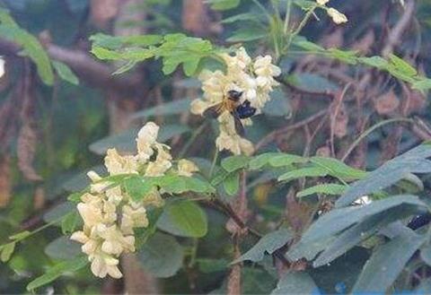 槐花夏季常见虫害及防治方法，槐蚜需洗株洒药