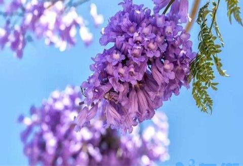 蓝花楹什么时候开花