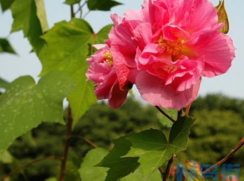 芙蓉花的花期：一般在8月-11月间