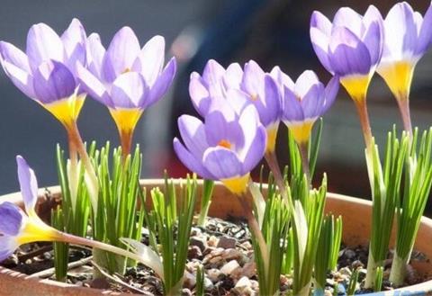 藏红花盆栽如何种植，6个步骤种植藏红花