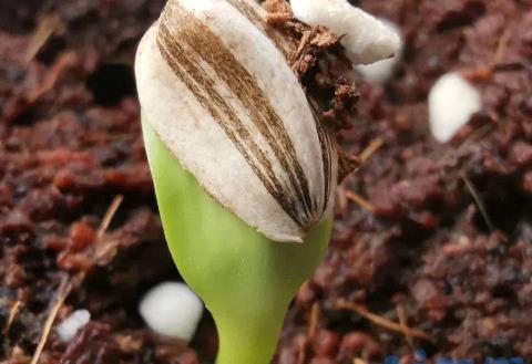 花卉种子育苗方法