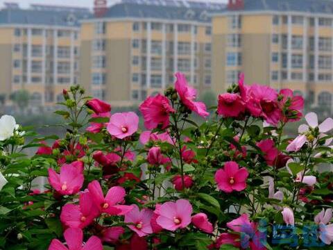 木芙蓉花什么时候开花，花期在9—11月