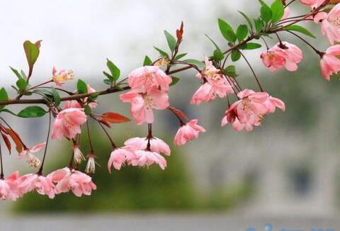 家里放海棠花好不好，海棠花的风水应用(带来财运)