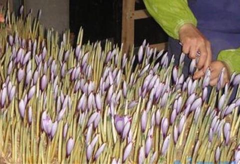 藏红花盆栽如何种植，6个步骤种植藏红花