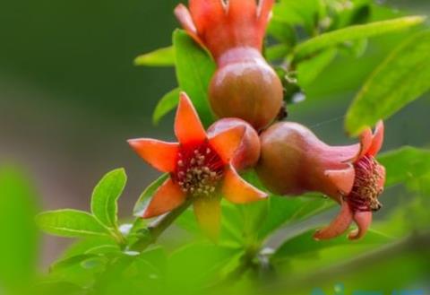 石榴花春天怎么养，浇水保湿并追施氮肥