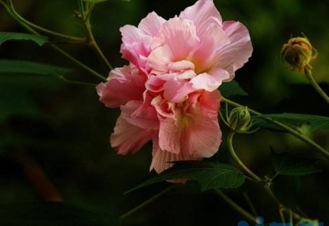 木芙蓉花怎么修剪，幼期摘心并徒长枝修剪