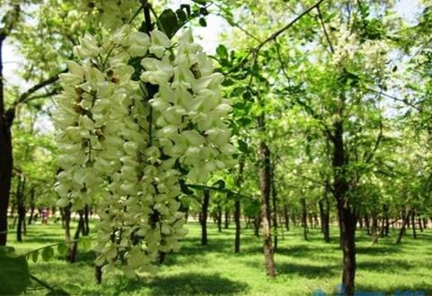 槐花怎么繁殖，种子浸泡播种繁殖