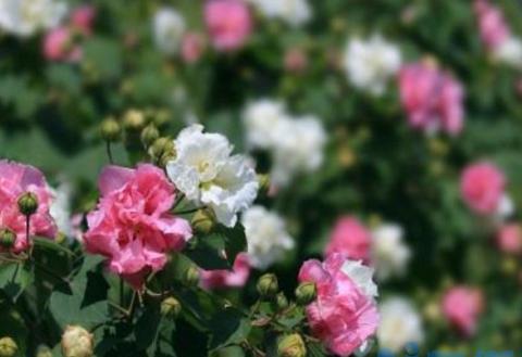 木芙蓉花的病虫害及其防治，白粉病需通风药剂喷杀