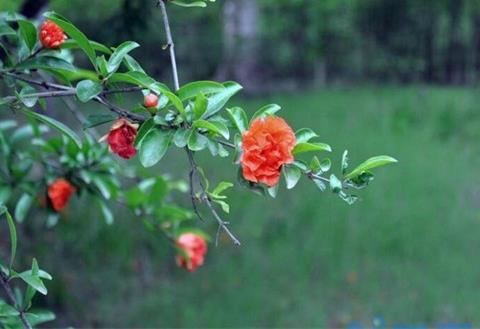 石榴花什么季节开花