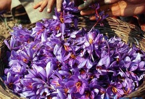 种植藏红花赚钱吗，一亩可赚5000～10000元钱