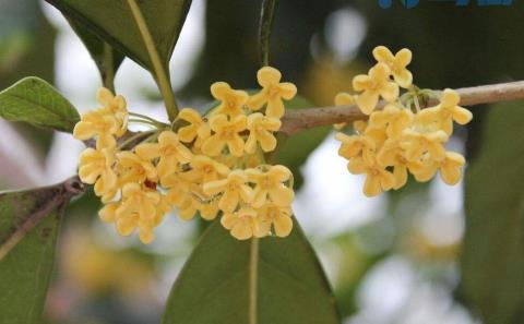 桂花养在家里风水好吗，家里为什么不能种桂花