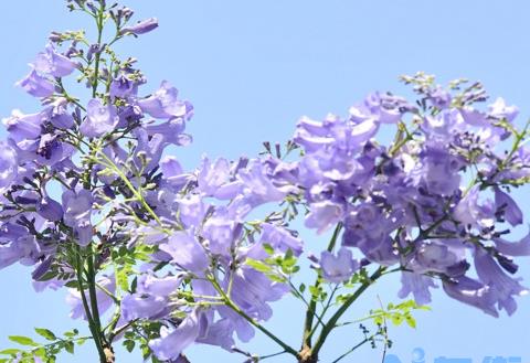 蓝楹花和蓝花楹区别