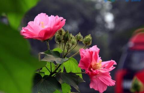 木芙蓉花什么时候开花，花期在9—11月