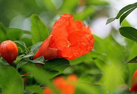 石榴花春天怎么养，浇水保湿并追施氮肥