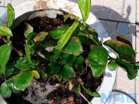 海棠花为什么掉叶子，4种方法让海棠花美叶茂