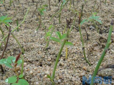 月季花的扦插方法，5个步骤手把手教你如何扦插月季花