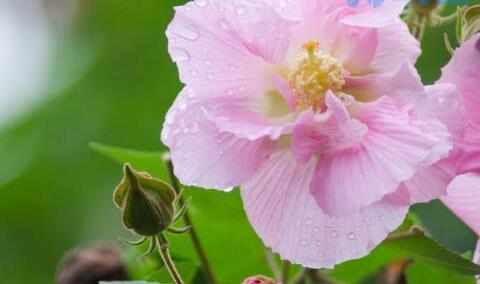 芙蓉花象征什么