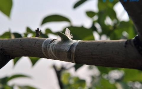 嫁接苹果树苗