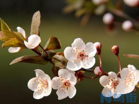 红叶李的花