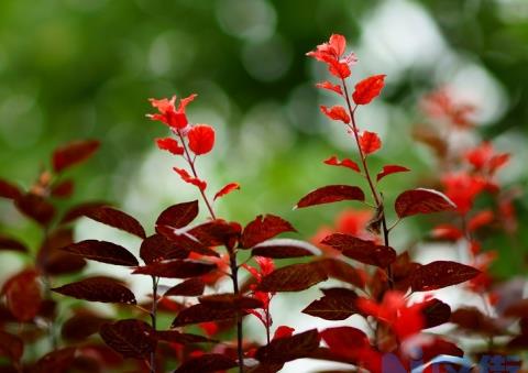 红叶李种植技术