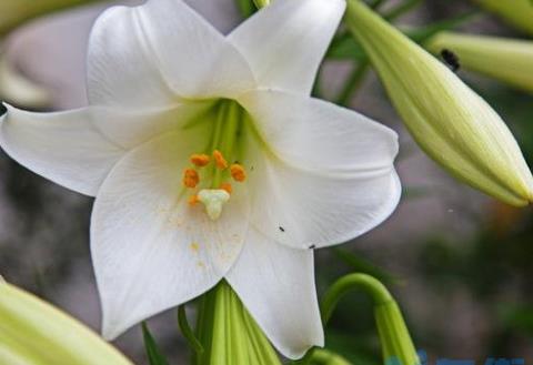 百合花一盆栽几株