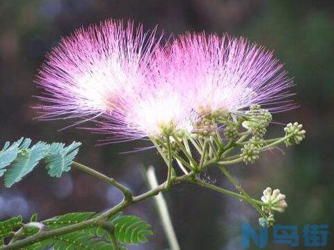 合欢花为什么叫苦情花，3个苦情故事造就苦情花