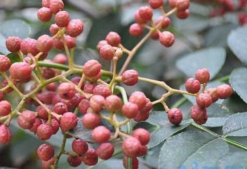 花椒树怎么栽