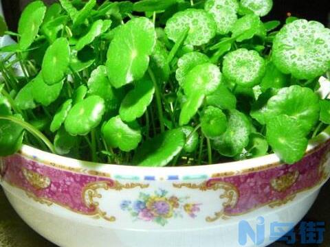 铜钱草半土半水怎么养，5个步骤让铜钱草迅速爆盆