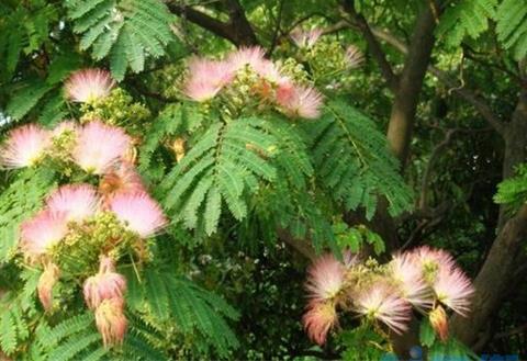 合欢花什么时候开，花期在6～7月份