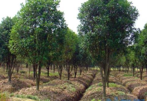 金桂花树种植技术，6个步骤枝壮叶绿