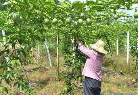 百香果怎样剪枝才高产，4个时期的不同修剪技巧