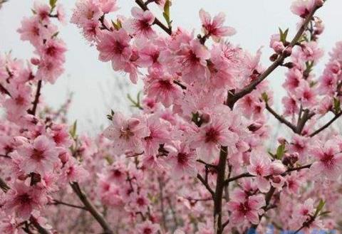 桃花是两性花还是单性花