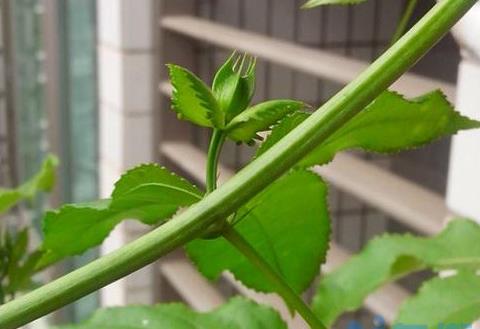 百香果花蕾初期