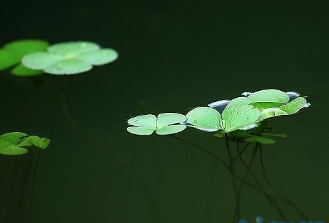 一叶浮萍江中流