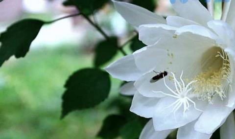 怎样防止昙花花苞掉落