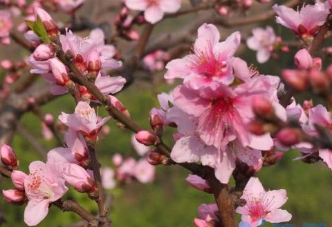 桃花属于什么花