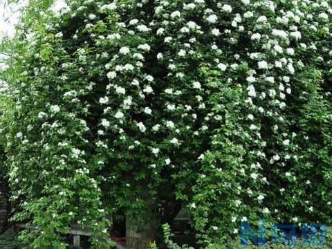 七里香什么时候开花，七里香花期在5～8月