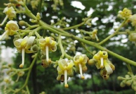 梧桐花开：5~7月份开花