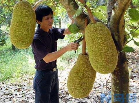 菠萝蜜的繁殖方法 ,3种方法繁殖美味的菠萝蜜