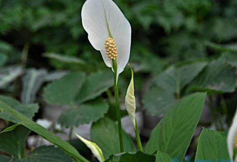 一帆风顺只长叶不开花