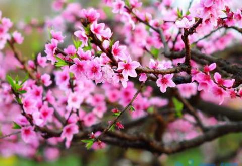 桃花属于什么花