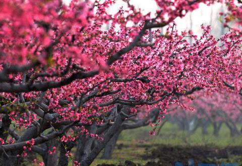 桃花的红色部分是什么