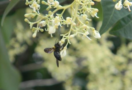 梧桐树开花