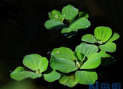 水上的浮萍歇后语：无依无靠、随波逐流、萍水相逢