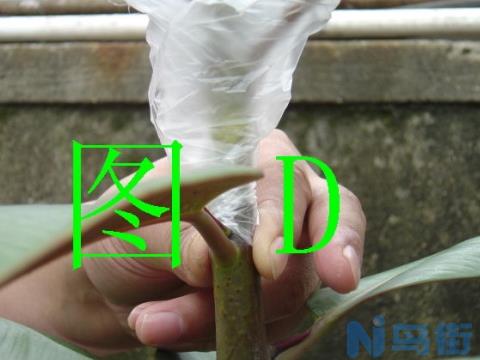 把剥皮部位用保鲜膜围成一个圆筒状