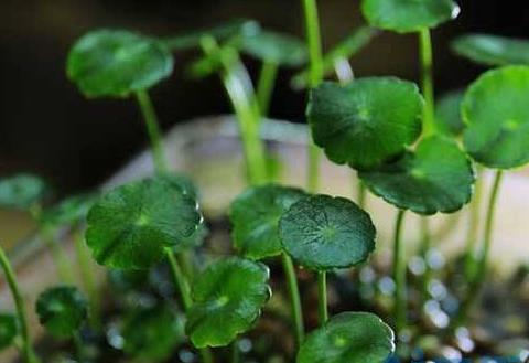 铜钱草的根茎怎么栽种